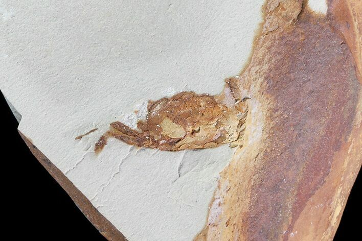 Fossil Pea Crab (Pinnixa) From California - Miocene #74480